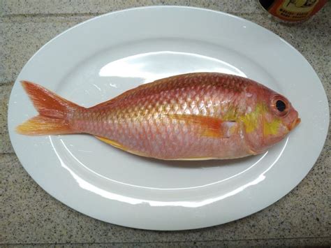 金菠蘿魚混養